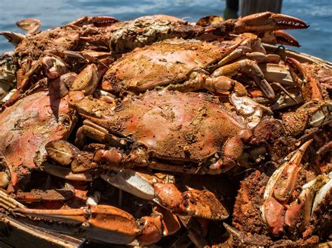 Crab galley - Apr 26, 2019 · The Crab Galley: Excellent crab dishes - See 12 traveler reviews, 3 candid photos, and great deals for Bowie, MD, at Tripadvisor. 